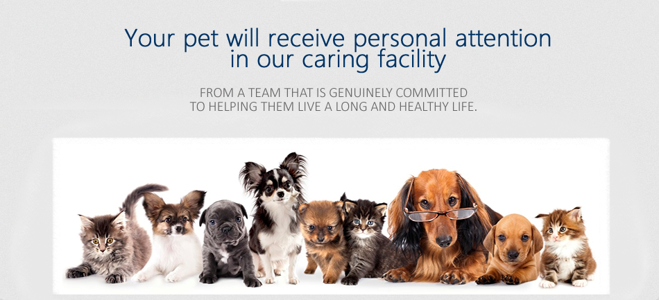 Oxnard Ventura Spay Neuter Veterinary Clinic